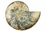 Cut & Polished Ammonite Fossil (Half) - Madagascar #187366-1